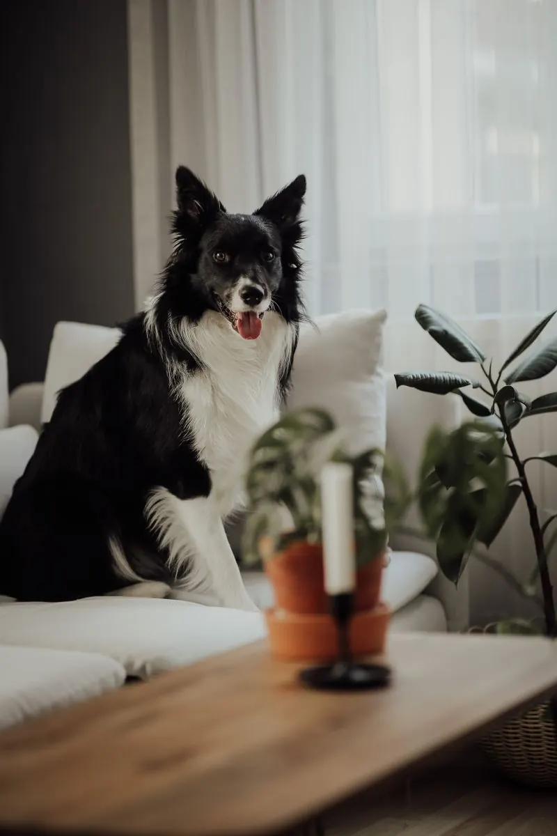 Pet Odor Removal in Canton